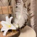 Lily Whisper – Soft, delicate, and pure—just like love.
