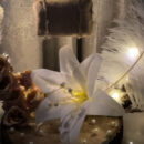 Lily Whisper – Soft, delicate, and pure—just like love.